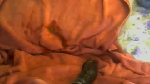 sherbearxrayghost online show from 7, 4, 2026