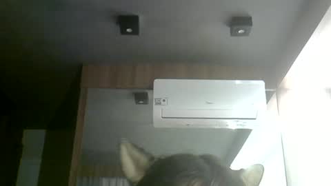 skinnykittencam online show from 24, 6, 2026