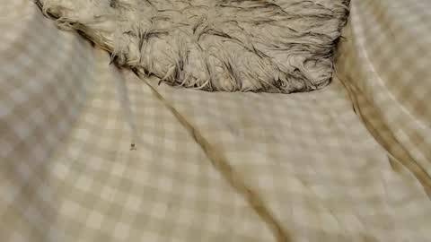 skinnytrans69 online show from 16, 1, 2026