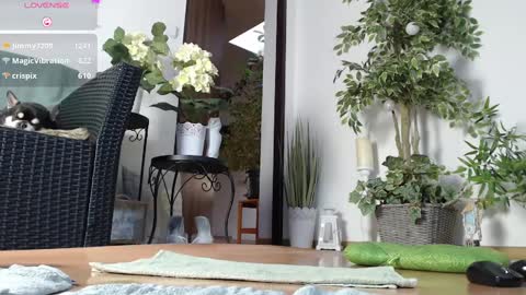 Monica online show from 1, 1, 2025