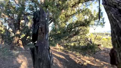 Stag online show from 6, 10, 2025