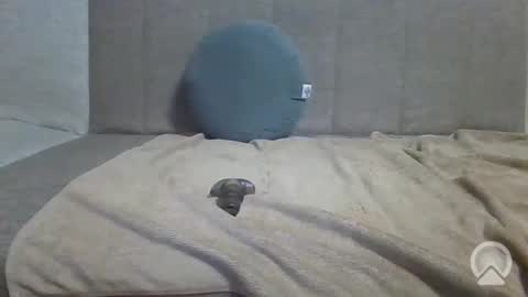 Snapshot of sub_12107 chatting on 10, 6, 2026 sub_12107 online show from 10, 6, 2026
