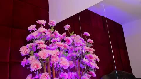 Sugar online show from 26, 9, 2025