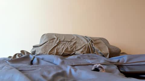 Zeppelin man online show from 24, 3, 2026