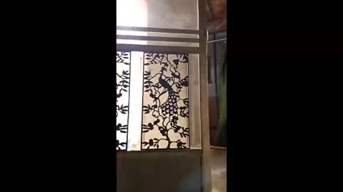 syevecrl online show from 11, 2, 2026