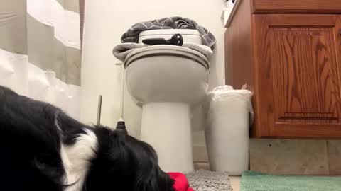 tRex online show from 22, 11, 2025