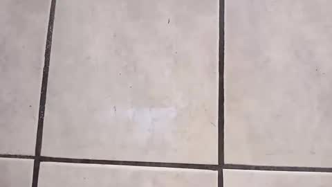 Snapshot of tall6feet7inch chatting on 2, 10, 2025 tall6feet7inch online show from 2, 10, 2025