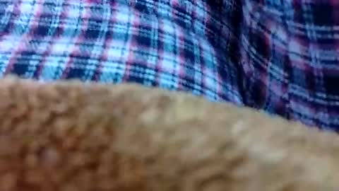 taniya_roy4628 online show from 12, 2, 2026