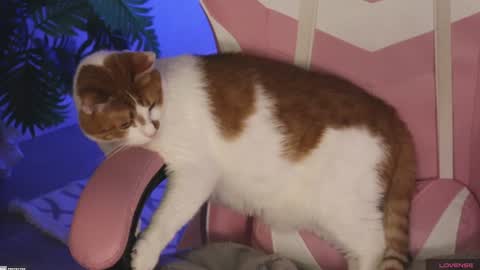 tokyo_n online show from 27, 1, 2025