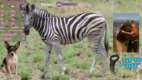 Tomaz62a online show from 1, 11, 2025