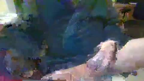 Snapshot of topcat127 chatting on 26, 1, 2025 Topcat127 online show from 26, 1, 2025