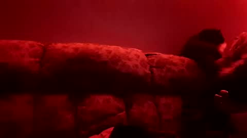 Snapshot of tretrix5588 chatting on 3, 1, 2025 tretrix5588 online show from 3, 1, 2025