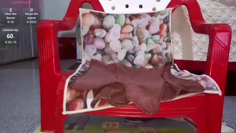 tulip_sexxy online show from 26, 9, 2025