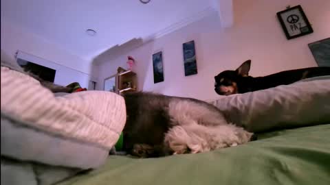 Snapshot of veronnika_hill chatting on 17, 1, 2026 veronica online show from 17, 1, 2026