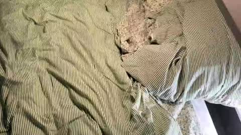 Vireia online show from 14, 3, 2026