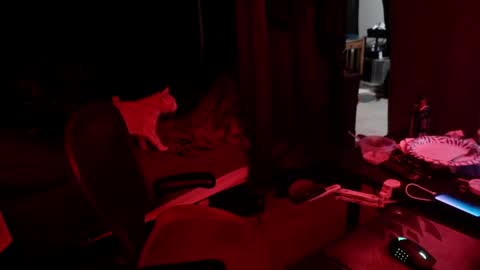 Snapshot of voidcatdaddy chatting on 13, 5, 2026 Rev online show from 13, 5, 2026