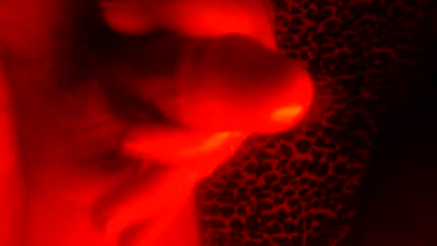 whor4mor online show from 7, 1, 2025