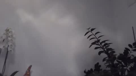 yakijoe online show from 1, 3, 2026