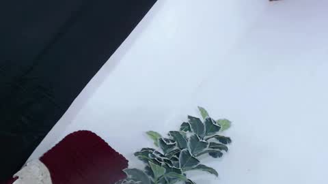 yams_kitty69 online show from 22, 11, 2025