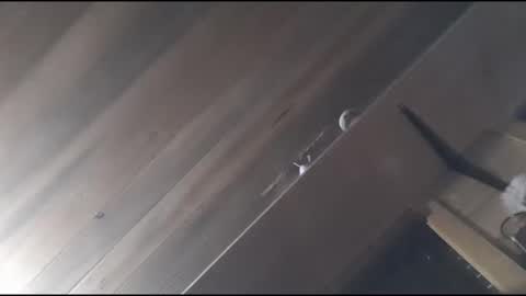 Snapshot of yessirprincesspet chatting on 30, 11, 2025 yessirprincesspet online show from 30, 11, 2025