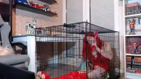 Snapshot of your_sissy_bitch chatting on 20, 2, 2026 Owned by Hell On Heels online show from 20, 2, 2026