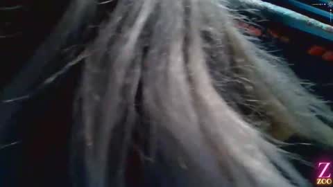 Snapshot of zya_zoo chatting on 4, 12, 2024 ZYA online show from 4, 12, 2024