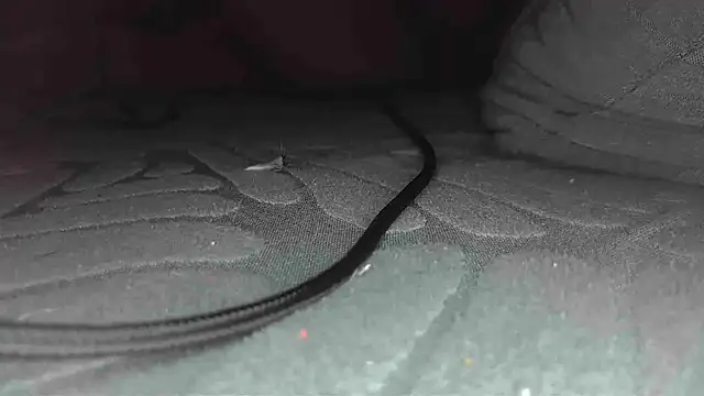 Snapshot of sclax38 chatting on 1, 1, 2025 sclax38 online show from 1, 1, 2025