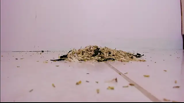 violeth hill online show from 27, 2, 2025