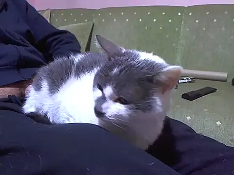 zormen355 online show from 4, 4, 2026