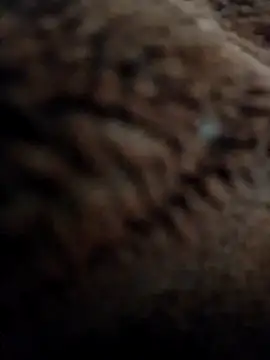 Priya Bong online show from 10, 11, 2025