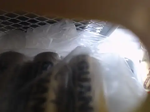 Lovensetest online show from 11, 10, 2025