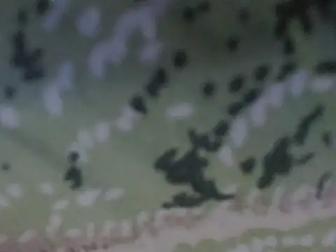 silky milky online show from 31, 10, 2025