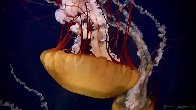 streamy test11 online show from 9, 12, 2024