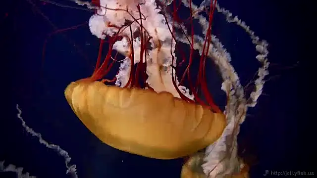 streamy test11 online show from 10, 12, 2024