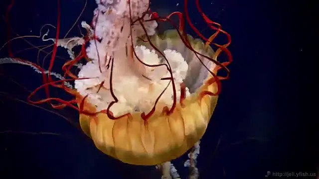 streamy test11 online show from 15, 1, 2025