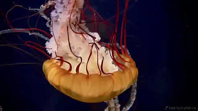 streamy test11 online show from 30, 1, 2025