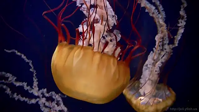 streamy test11 online show from 3, 2, 2025