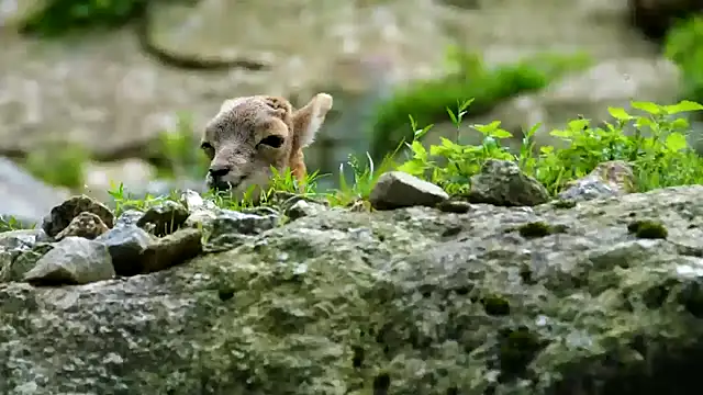 streamy test11 online show from 11, 2, 2025