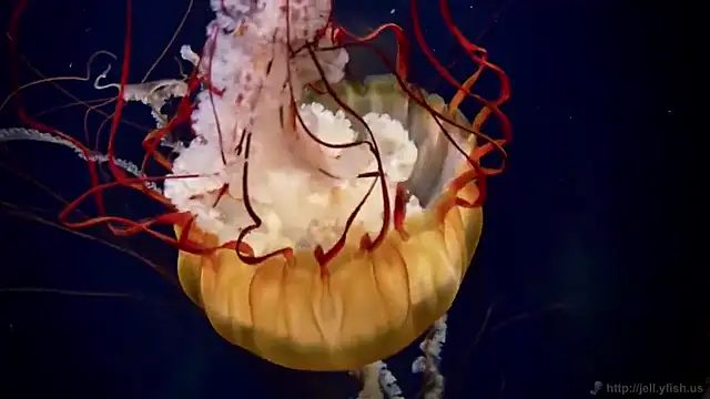 streamy test11 online show from 19, 2, 2025