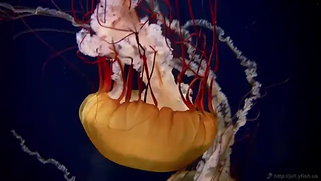 streamy test11 online show from 25, 2, 2025