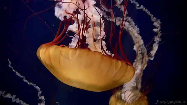 streamy test11 online show from 6, 3, 2025