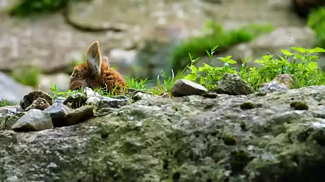 streamy test11 online show from 14, 3, 2025