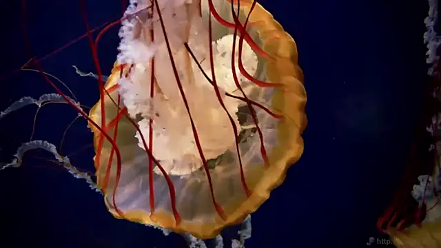 streamy test11 online show from 24, 9, 2025