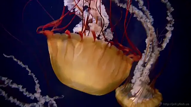 streamy test11 online show from 3, 11, 2025