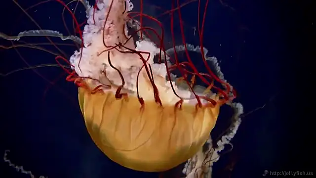 streamy test11 online show from 16, 1, 2026