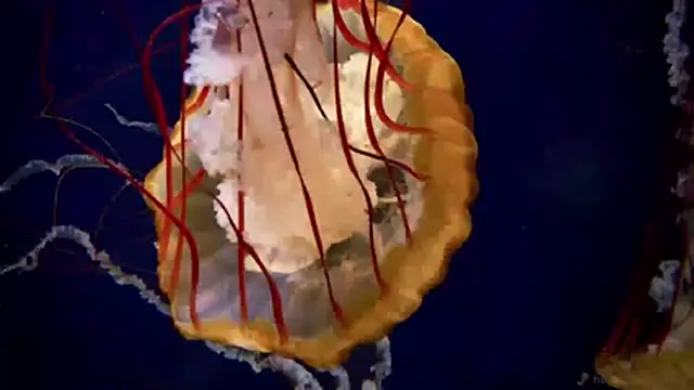 streamy test11 online show from 6, 4, 2026