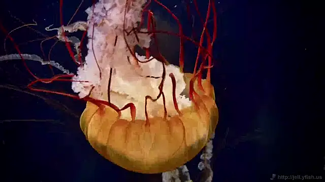 streamy test11 online show from 17, 4, 2026