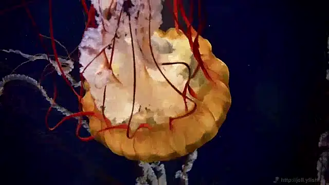 streamy test12 online show from 10, 12, 2024