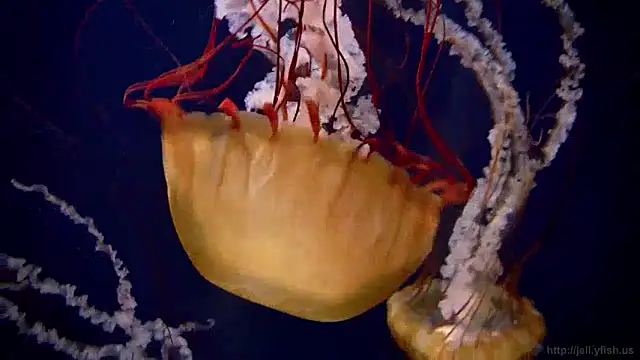 streamy test12 online show from 15, 1, 2025