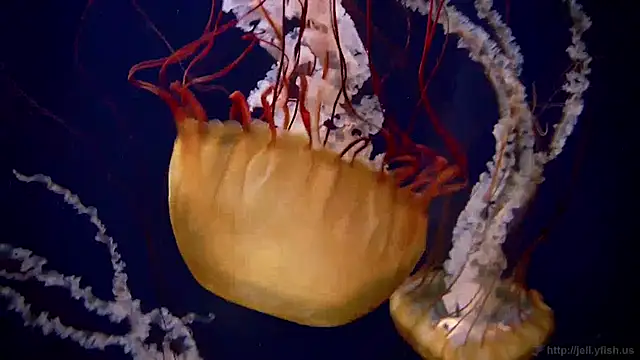 streamy test12 online show from 27, 1, 2025